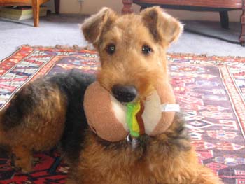 airedale vets